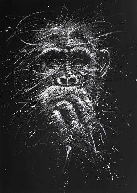 Flow - Chimpanzé